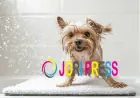 Chewbarka Grooming Announces Enhanced Dog Wash in Fort Worth, TX for Local Pet Owners