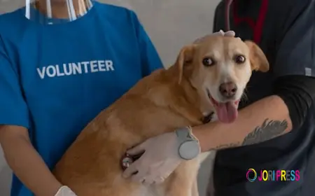 Easy Online Vet Booking for Pet Parents