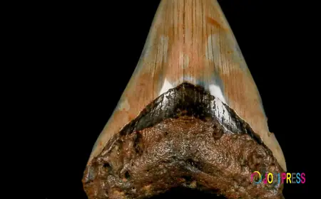 What Does A Megalodon Tooth Fossil Reveal About Giant Shark Behavior?