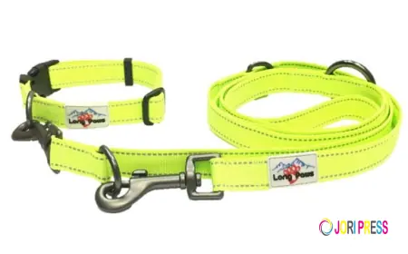 The Complete Guide to Choosing the Right Harness for Puppy Training in the UK