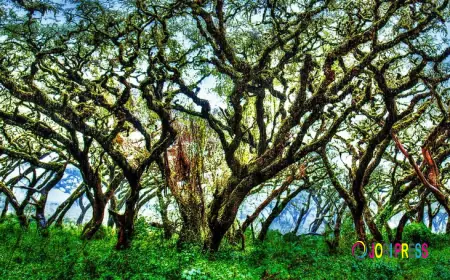 How Does Technology-Driven Photographic Art Hold Long-Term Value?