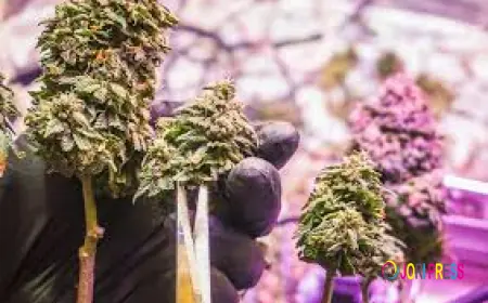 How Does Secure Packaging Improve Confidence in Weed Delivery?