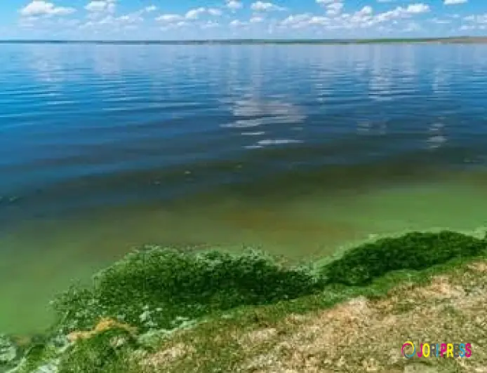 Decomposing Algie on Lake Victoria threatening Aquatic life and bay environment.