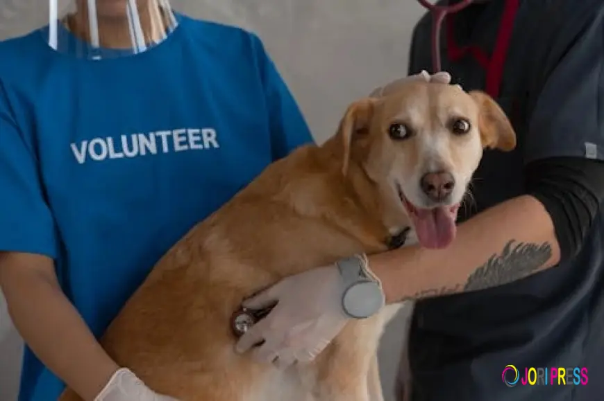 Easy Online Vet Booking for Pet Parents