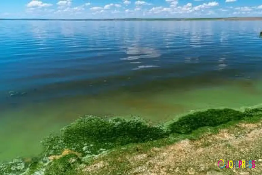 Decomposing Algie on Lake Victoria threatening Aquatic life and bay environment.