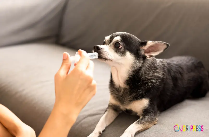 Companion Animals Drug Market Growth Fueled By Rising Demand For Oncology Treatments