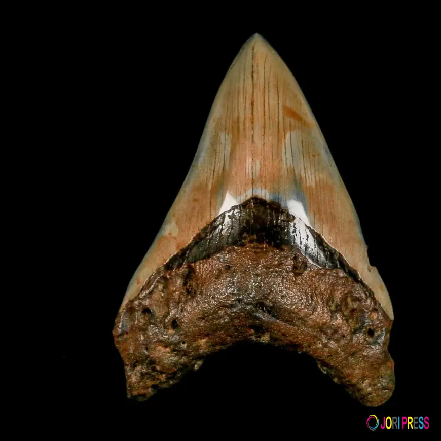 What Does A Megalodon Tooth Fossil Reveal About Giant Shark Behavior?