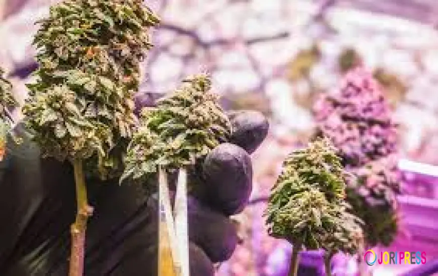 How Does Secure Packaging Improve Confidence in Weed Delivery?