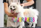Chewbarka Grooming Introduces Cheap Dog Grooming in Fort Worth, Texas for Budget-Friendly Pet Care