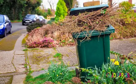 Junk Removal Orlando for Yard Waste – Trees, Branches & Green Debris Cleared in One Visit