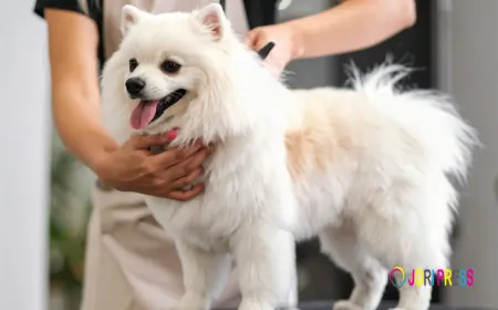 Chewbarka Grooming Introduces Cheap Dog Grooming in Fort Worth, Texas for Budget-Friendly Pet Care