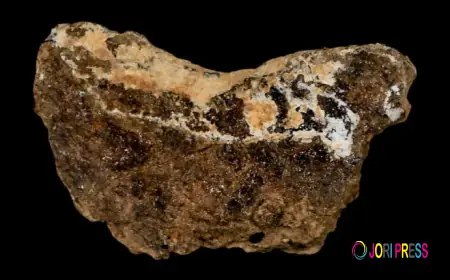 What Does A Trex Tooth Reveal About The King Of Dinosaurs?