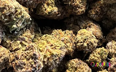 How to Store Bulk Weed to Keep It Fresh Longer