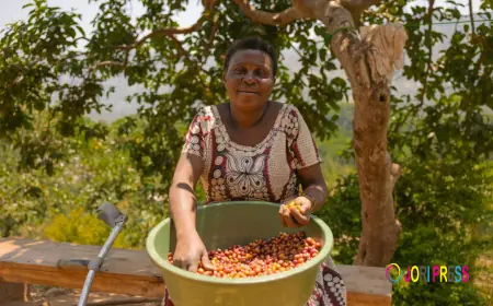 How Ugandan Communities Are Turning Trees into Livelihoods
