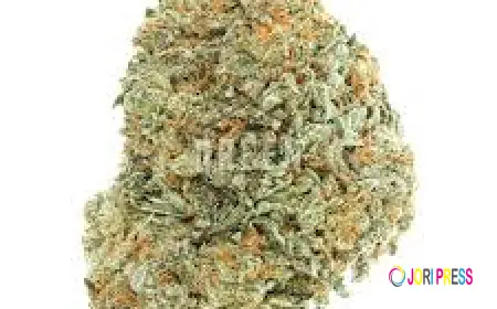 Why Medical Cannabis Users in Canada Prefer OG Shark