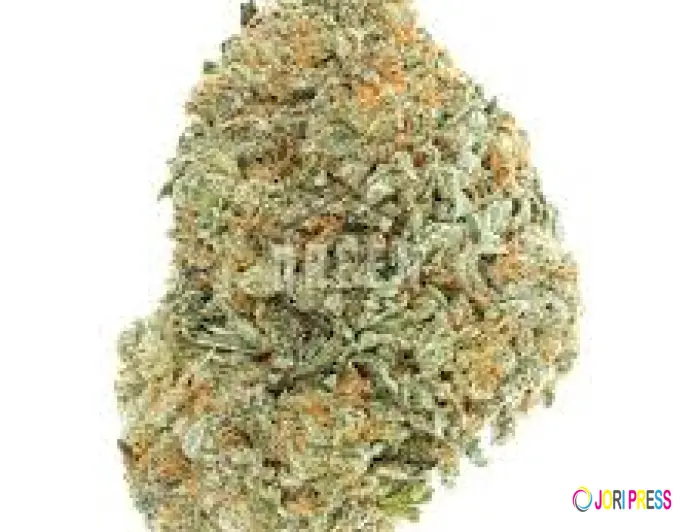 Why Medical Cannabis Users in Canada Prefer OG Shark