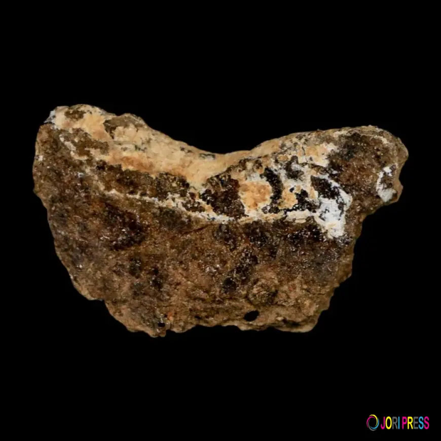 What Does A Trex Tooth Reveal About The King Of Dinosaurs?