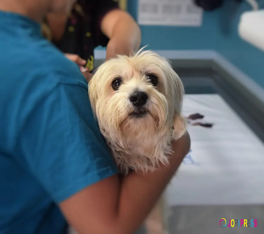 Animal Hospital in Downey Leading with Care and Commitment