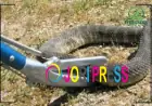 Snake Pest Control Services – Complete Guide to Safe Snake Removal