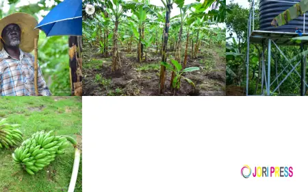 Meet Patrick Olobo reaping millions on his Mwalimu Smart Farm