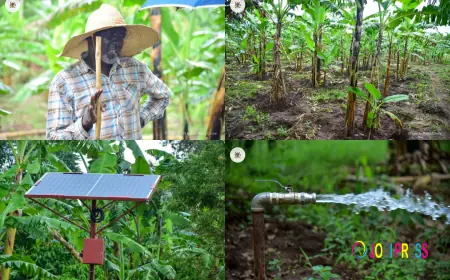 Meet Patrick Olobo reaping millions on his Mwalimu Smart Farm