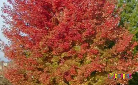 Bringing Elegance to Your Landscape with Japanese Maples