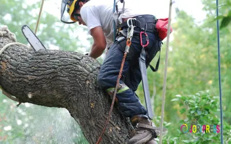 Hiring a Professional Tree Care Service for Your Business