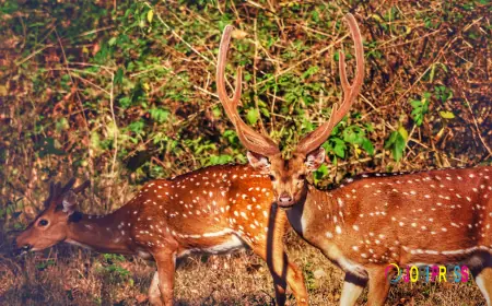 Socioeconomic Challenges in India: A Ground Reality and the Way Forward