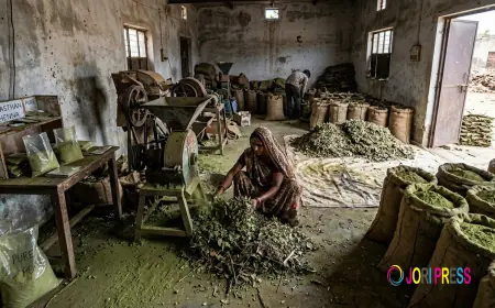 The Problem With Most Henna Suppliers in India That Nobody Warns You About