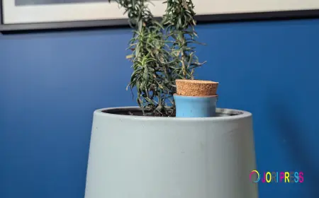 How to Keep Your Plants Alive While You Are Away