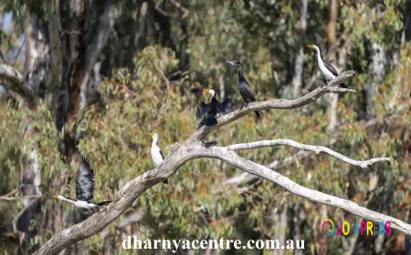 Birdwatching in Barmah – Native Bird Species in Victoria