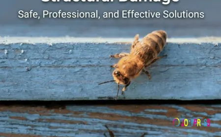 New Carpenter Bee Removal Service in Katy, TX Protects Homes from Structural Damage