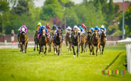 How playinhorse Makes Following Sports Simple and Efficient