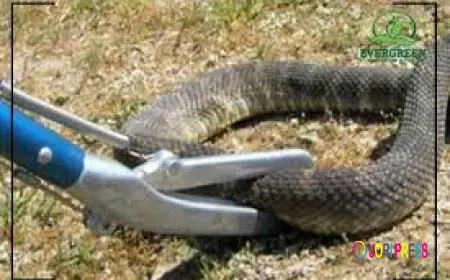 Snake Pest Control Services – Complete Guide to Safe Snake Removal