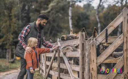 Junk Movers Dublin Launches Professional Old Shed Removal Services in Dublin