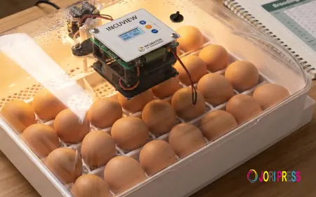 Incubator Buying Mistakes: What to Avoid When Choosing an Egg Incubator