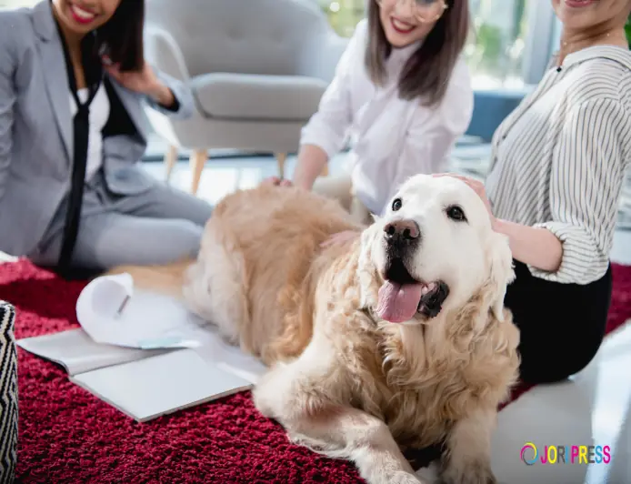 How Has the Role of Veterinarians Changed Over Time?