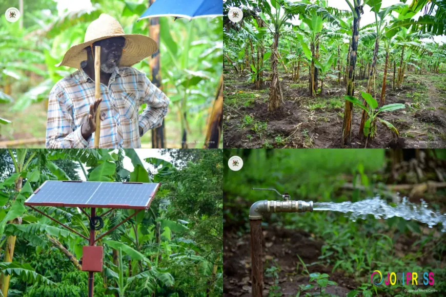 Meet Patrick Olobo reaping millions on his Mwalimu Smart Farm