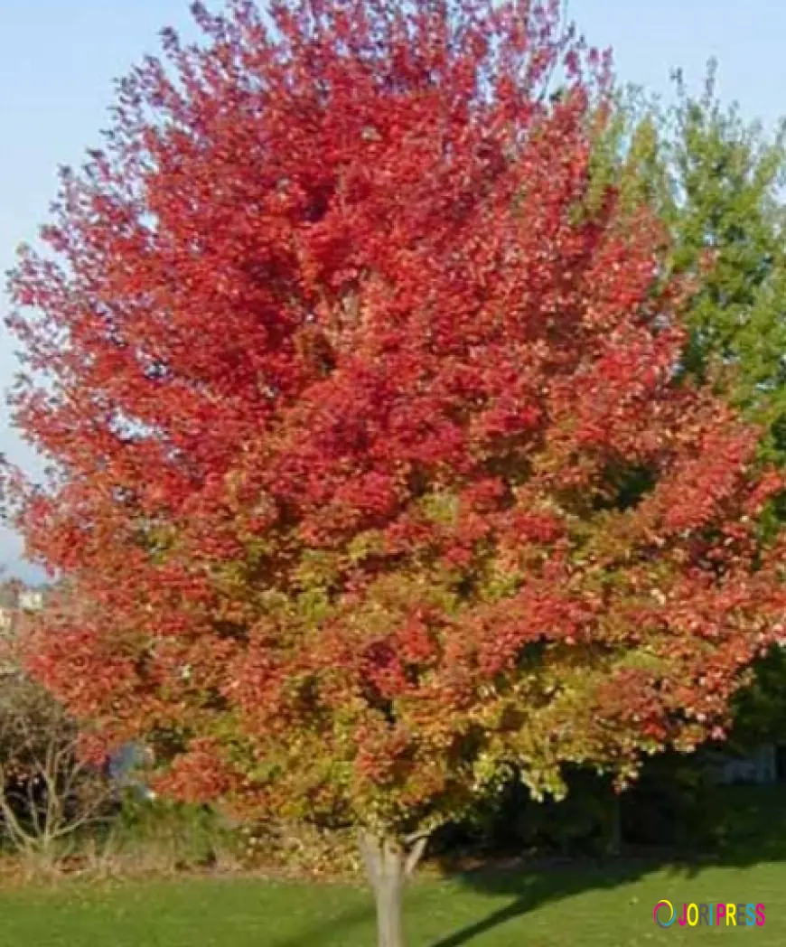 Bringing Elegance to Your Landscape with Japanese Maples