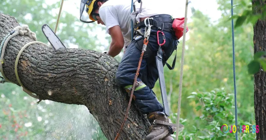 Hiring a Professional Tree Care Service for Your Business