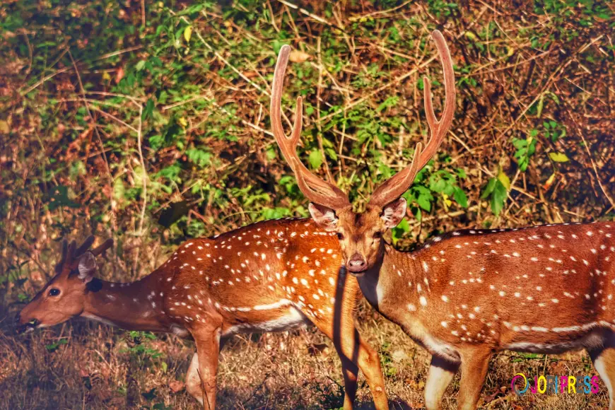 Socioeconomic Challenges in India: A Ground Reality and the Way Forward