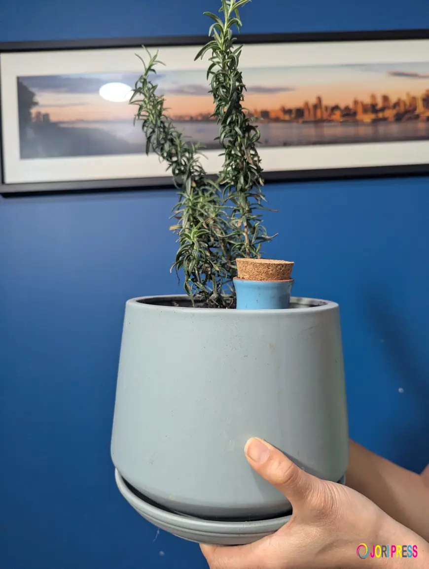 How to Keep Your Plants Alive While You Are Away