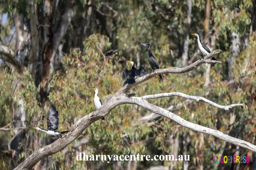 Birdwatching in Barmah – Native Bird Species in Victoria