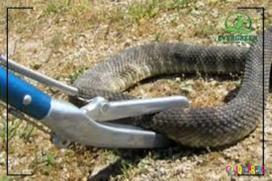Snake Pest Control Services – Complete Guide to Safe Snake Removal
