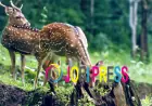 Chandigarh to Manali Tour Package – Perfect Himalayan Getaway from the City Beautiful