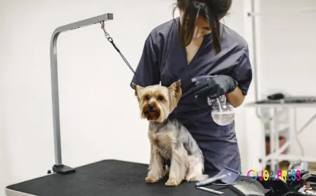 Chewbarka Grooming Sets a New Standard for Mobile Dog Grooming Fort Worth, TX Families Trust