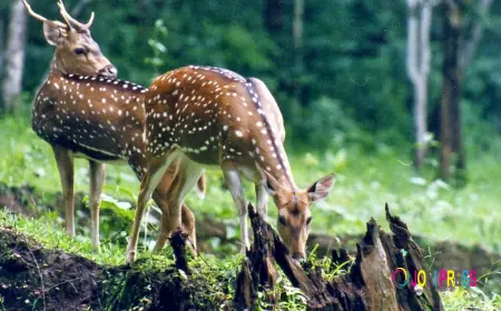 Chandigarh to Manali Tour Package – Perfect Himalayan Getaway from the City Beautiful