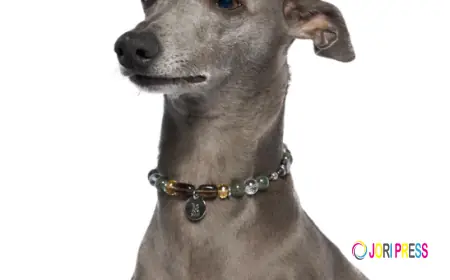 BONDIR Dog Charm Necklaces: Stylish Accessories with Personality
