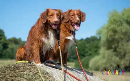 Why a Black Harness for Dogs Is the Perfect Blend of Style, Comfort, and Control