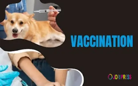 Safe and Reliable Cat and Dog Vaccinations in Doha, Qatar Made Available by Royal Vet Clinic
